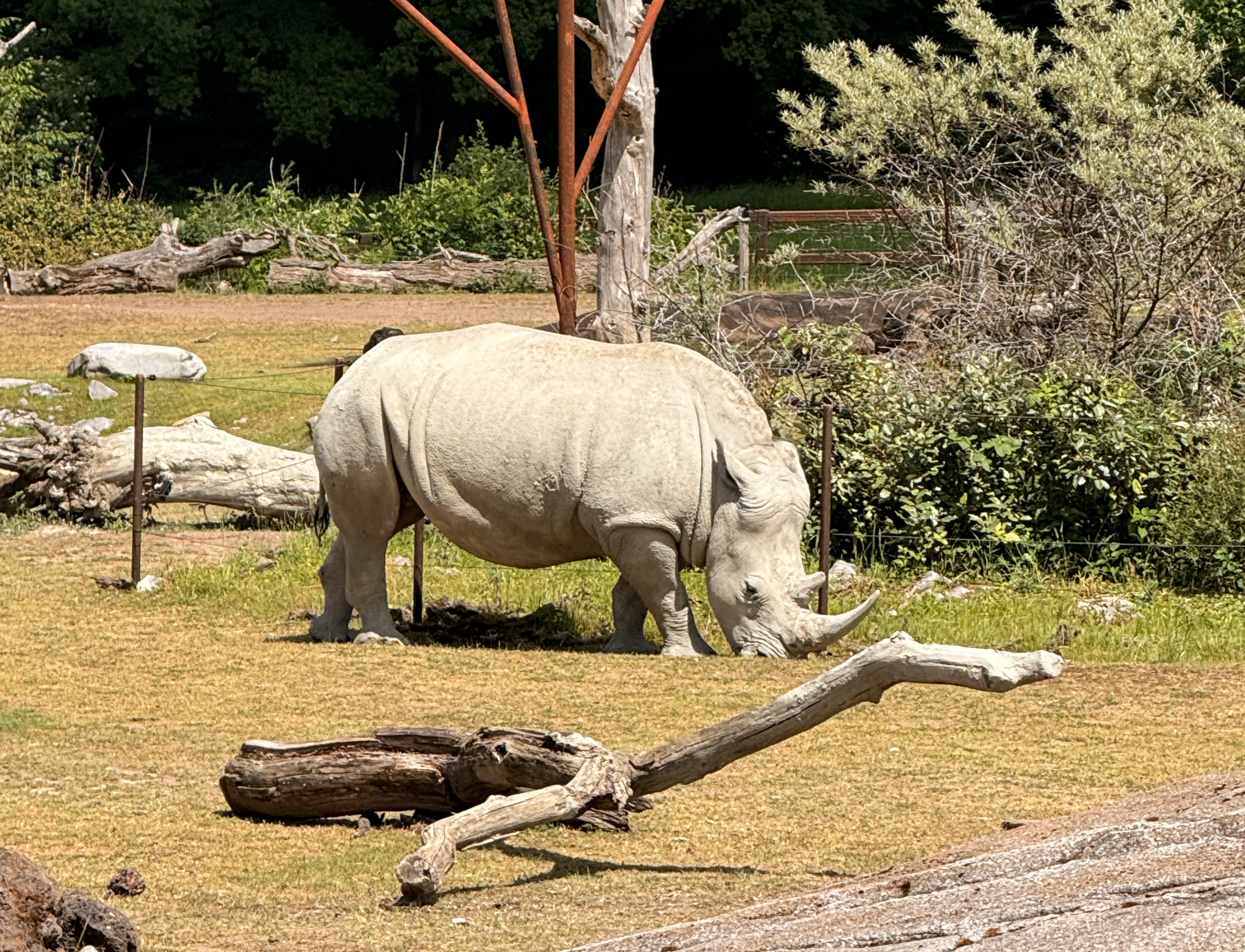 White rhino